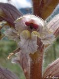 Orobanche callieri. Цветок. Крым, Байдарская долина, окр. с. Тыловое. 20.05.2010.