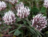 Trifolium hirtum