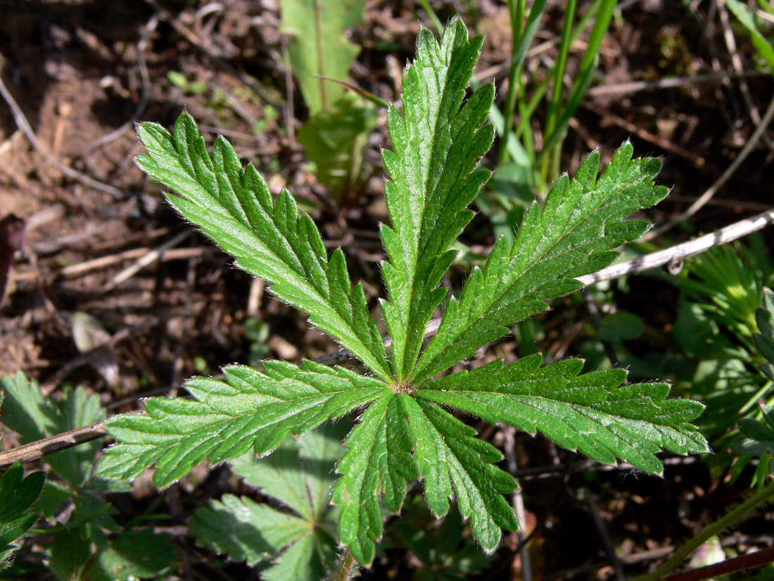 Изображение особи Potentilla goldbachii.