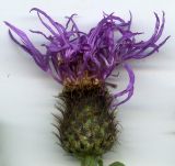 Centaurea phrygia