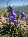 Campanula collina. Цветущее растение. Кабардино-Балкария, склон горы Сирх, 2800 н.у.м. 23.07.2012.