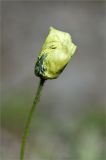 Papaver lapponicum. Бутон. Мурманская обл., Кольский п-ов, Хибины, долина между массивом Кукисвумчорр и пиком Марченко, к востоку от хр. Пачвумчорр. 03.08.2012.