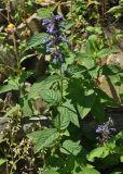 Nepeta manchuriensis