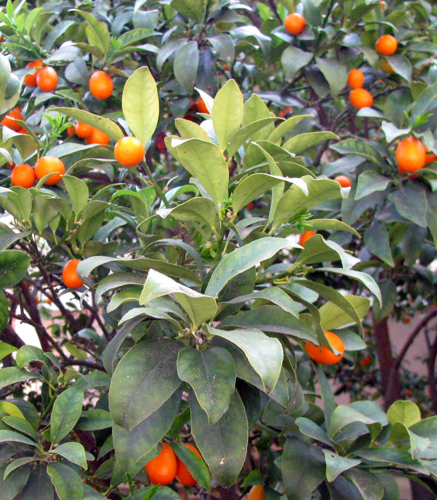 Изображение особи Citrus japonica.