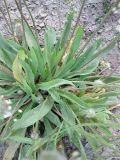 Plantago lagopus. Листья и основания побегов. Израиль, г. Беэр-Шева, рудеральное местообитание. 19.04.2013.