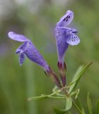 Dracocephalum ruyschiana. Цветки. Эстония, уезд Рапламаа, облесённый сосной альвар. 20.06.2013.