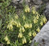 Onosma heterophylla