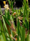 Iris pseudacorus. Отцветающие цветки с завязями. Германия, г. Дюссельдорф, Ботанический сад университета. 02.06.2014.