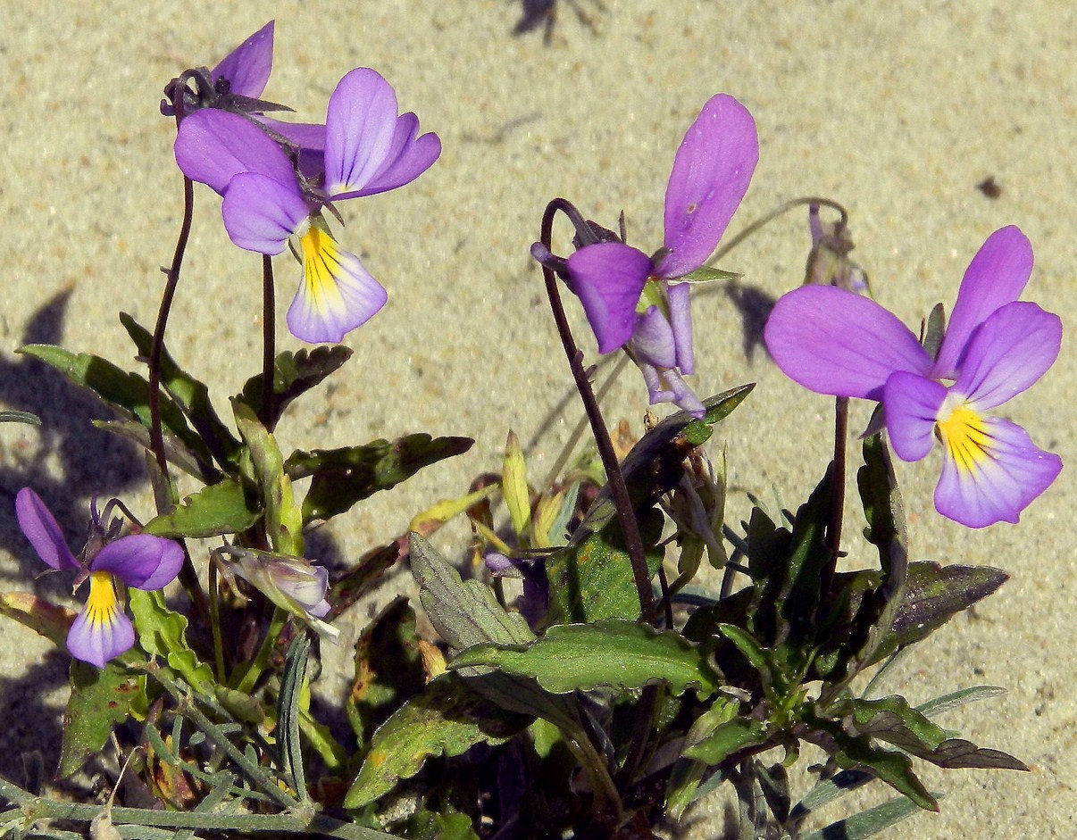 Изображение особи Viola maritima.