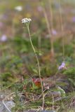 Achillea apiculata. Цветущее растение. Мурманская обл., п-ов Средний, м. Волоковый, приморский луг. 27.07.2014.