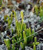 Lycopodium lagopus. Побег со спороносным колоском. Республика Коми, Печоро-Илычский заповедник, хребет Мань-Пупунёр. 18.08.2014.