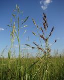 Sorghum × drummondii