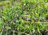 Cotoneaster integerrimus