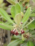 Pittosporum crassifolium. Верхушка побега с соцветием. США, Калифорния, Санта-Круз, на побережье в озеленении. 26.02.2015.