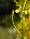 Bunias orientalis. Зреющий плод. Новгородская обл., г. Боровичи, Бобровские горы, луговой склон. 12.06.2015.