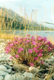 Dianthus versicolor