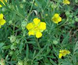 Potentilla semiglabra. Верхушки побегов с бутонами и цветками. Якутия (Саха), южные окр. г. Якутск, дачный пос. 11.06.2012.