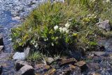 Gentiana algida. Цветущее растение. Юго-Восточный Алтай, Курайский хребет, долина реки Курайки. Конец июля 2008 г.