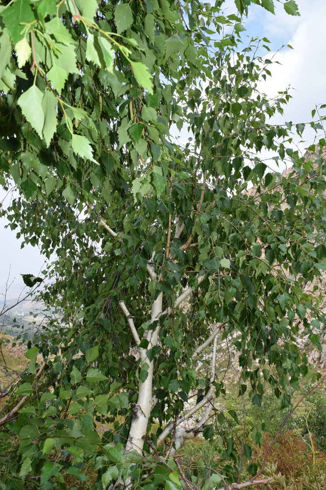 Изображение особи Betula pendula.