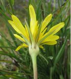 Tragopogon graminifolius. Соцветие (вид со стороны обёртки). Адыгея, Майкопский р-н, хр. Каменное Море, юго-восточный склон горы Нагой-Кош, в расщелине скалы, ≈ 1800 м н.у.м. 10.09.2016.