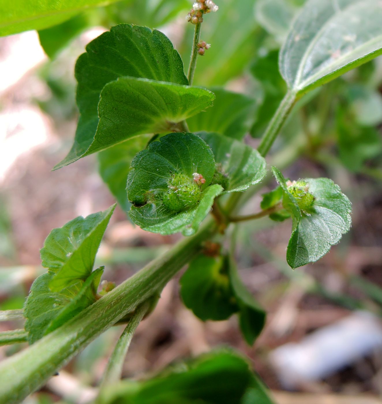 Изображение особи Acalypha australis.