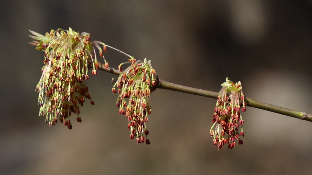 Image of Acer negundo specimen.