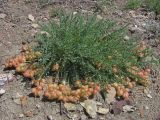Astragalus suprapilosus. Плодоносящее растение. Восточный Крым, г. Судак, сланцевые холмы западнее Уютного. 01.05.2017.