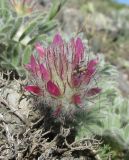 Astragalus setosulus