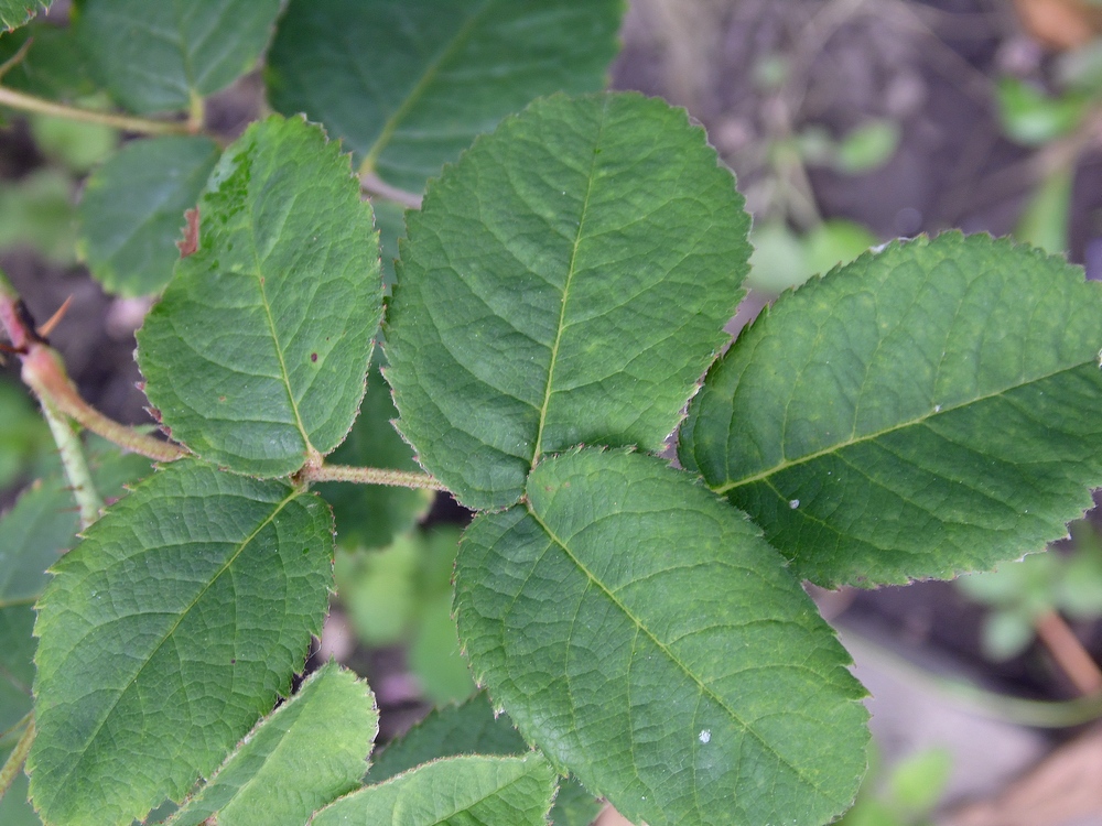 Изображение особи Rosa centifolia.