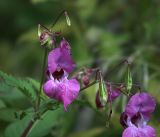 Impatiens glandulifera