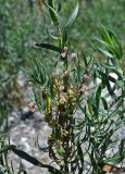 Cuscuta lehmanniana. Побеги с соцветиями и формирующимися плодами на Artemisia dracunculus. Таджикистан, Фанские горы, долина р. Чапдара, ≈ 2500 м н.у.м., окраина пойменной террасы. 03.08.2017.