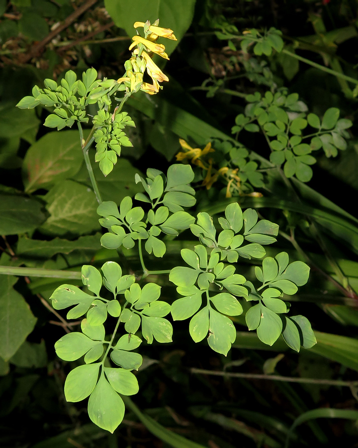 Изображение особи Corydalis ochotensis.