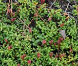 Loiseleuria procumbens