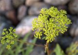 Heracleum sibiricum. Соцветия. Кольский п-ов, Кандалакшский берег Белого моря, валунный пляж. 22.07.2017.