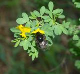 Chamaecytisus ruthenicus. Верхушка цветущей веточки с фуражирующим шмелем. Московская обл., Раменский р-н, пос. Ильинский, на улице у забора. 13.05.2018.