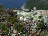 Cassiope lycopodioides. Цветки среди лишайников и листьев Vaccinium vulcanorum. Магаданская обл., окр. г. Магадан, п-ов Старицкого, каменистая сопка над морем. 07.07.2018.