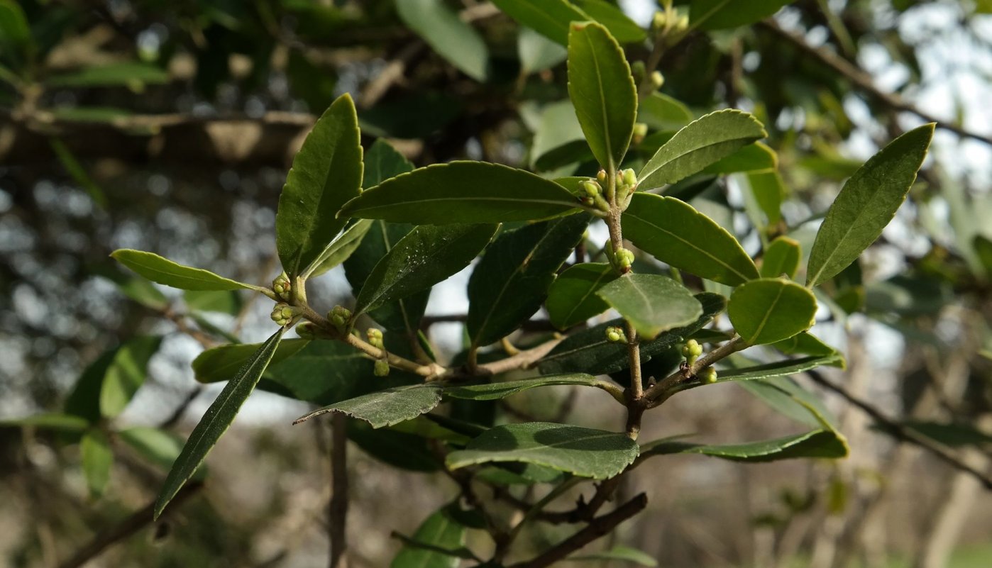 Image of Phillyrea latifolia specimen.