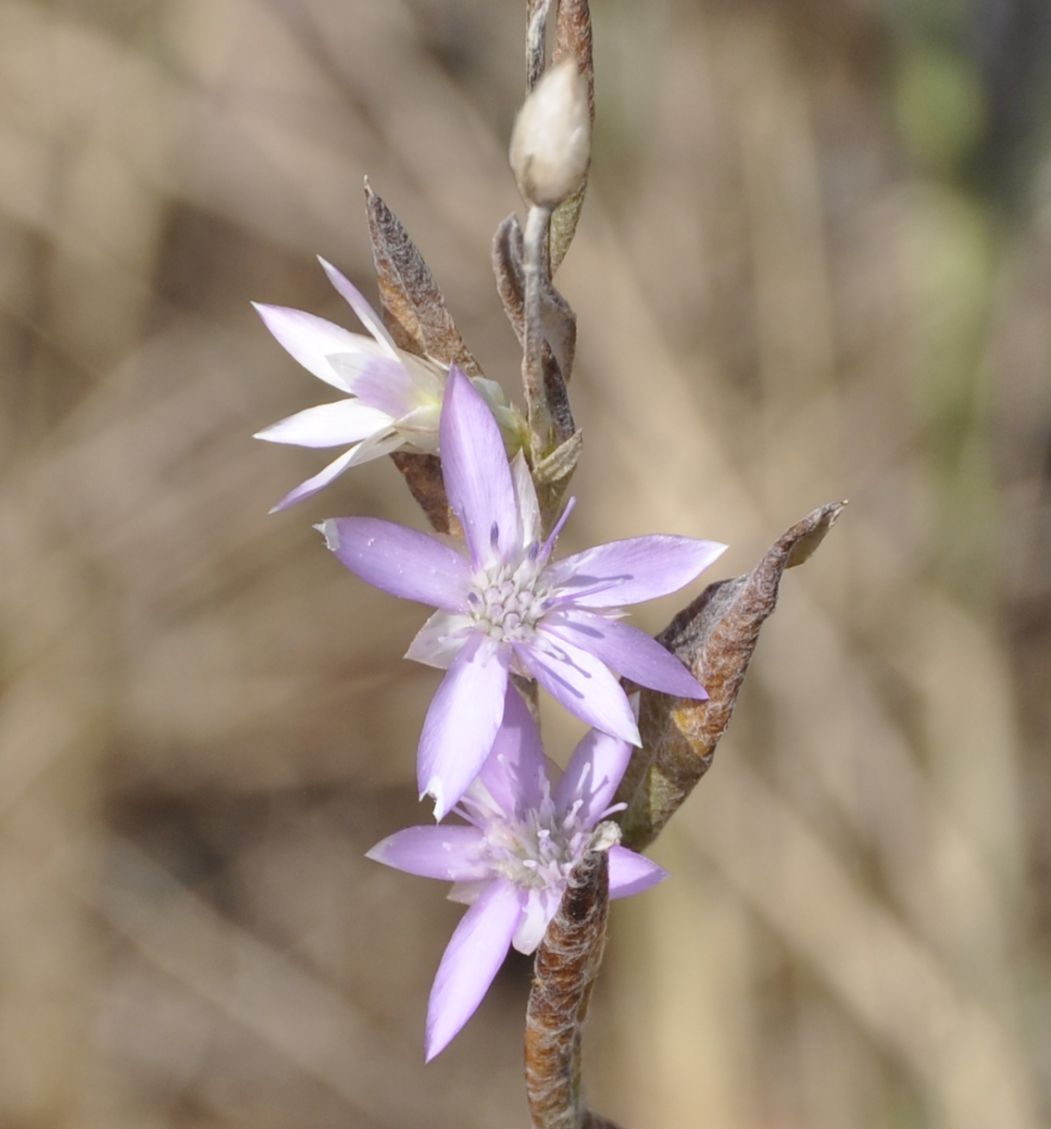 Image of Xeranthemum annuum specimen.