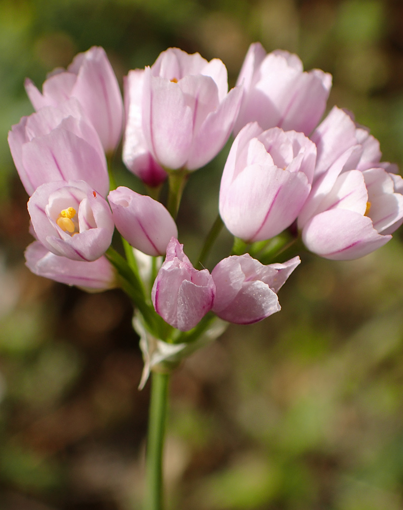 Изображение особи Allium roseum.