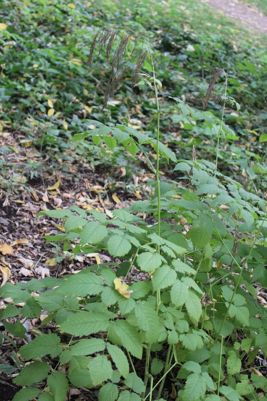 Изображение особи Aruncus sylvestris.