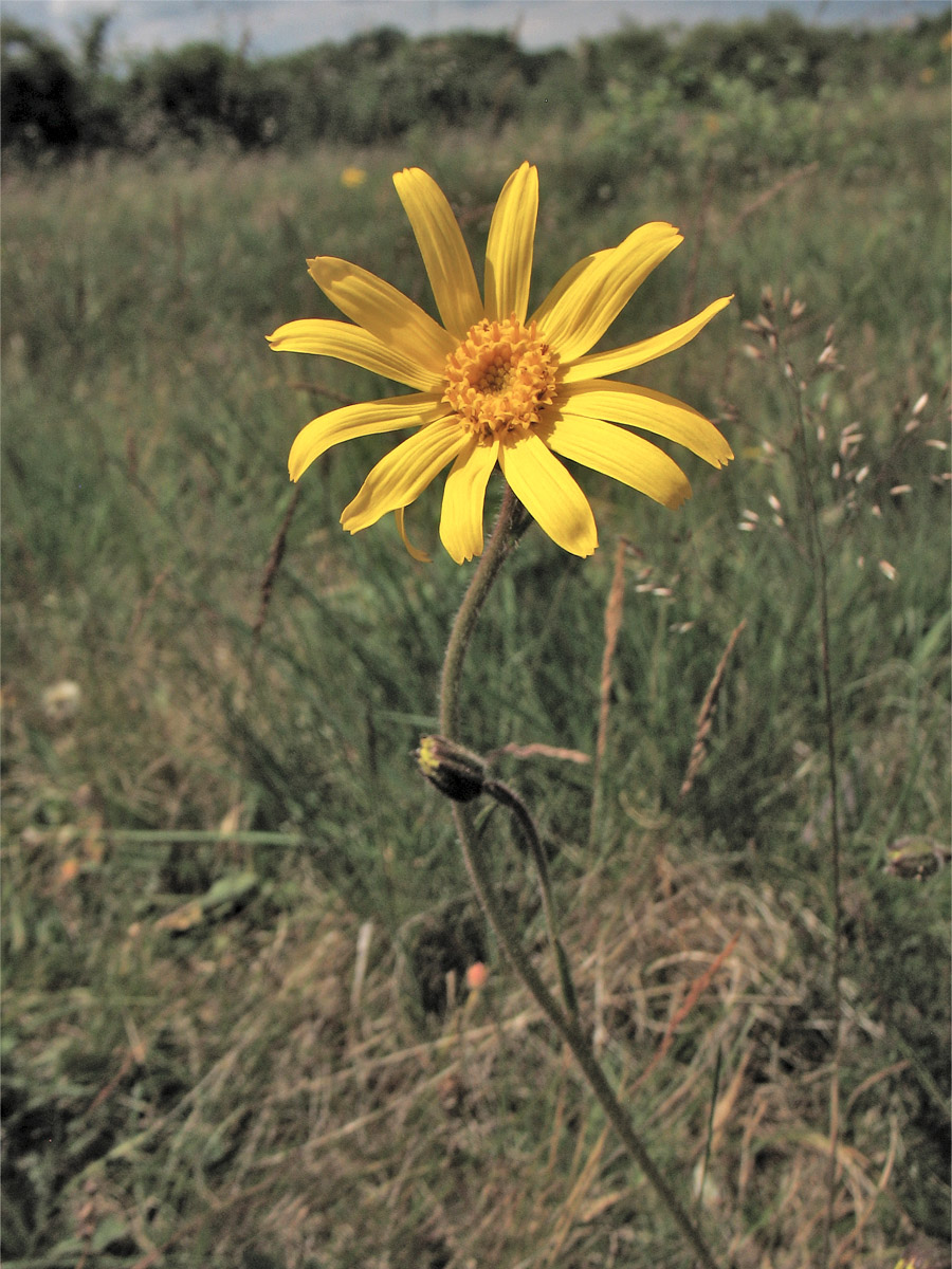 Изображение особи Arnica montana.