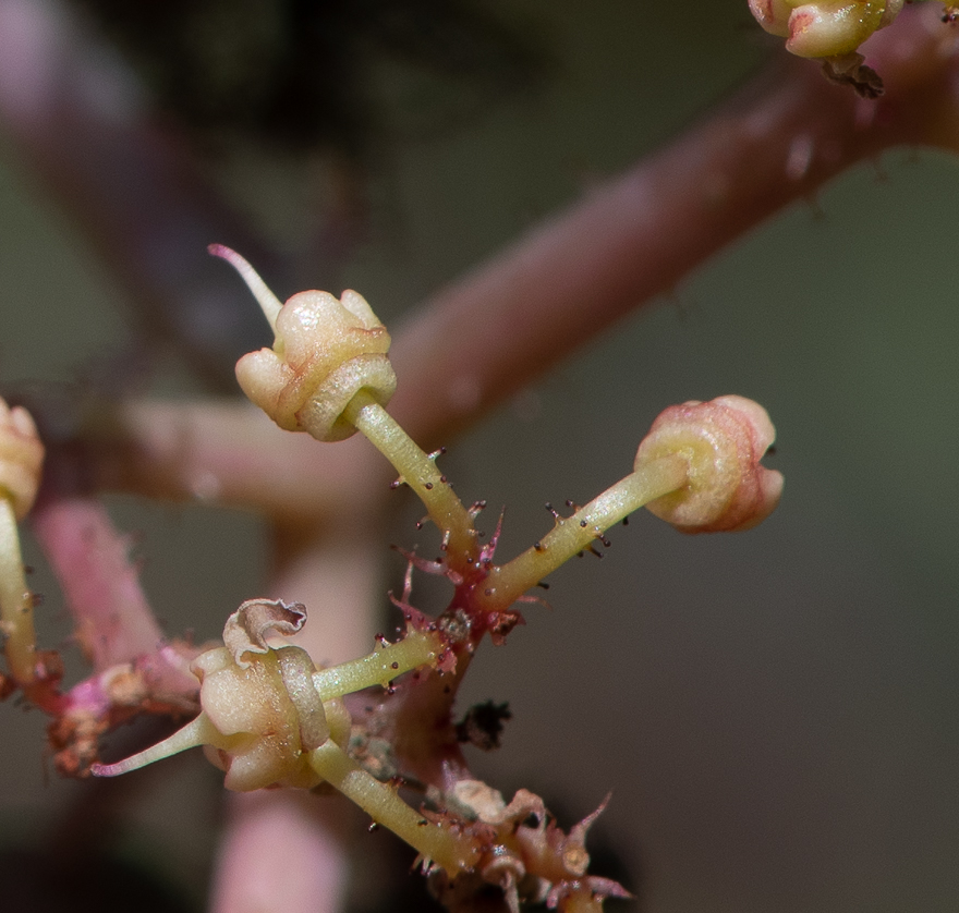 Изображение особи Cyphostemma currorii.