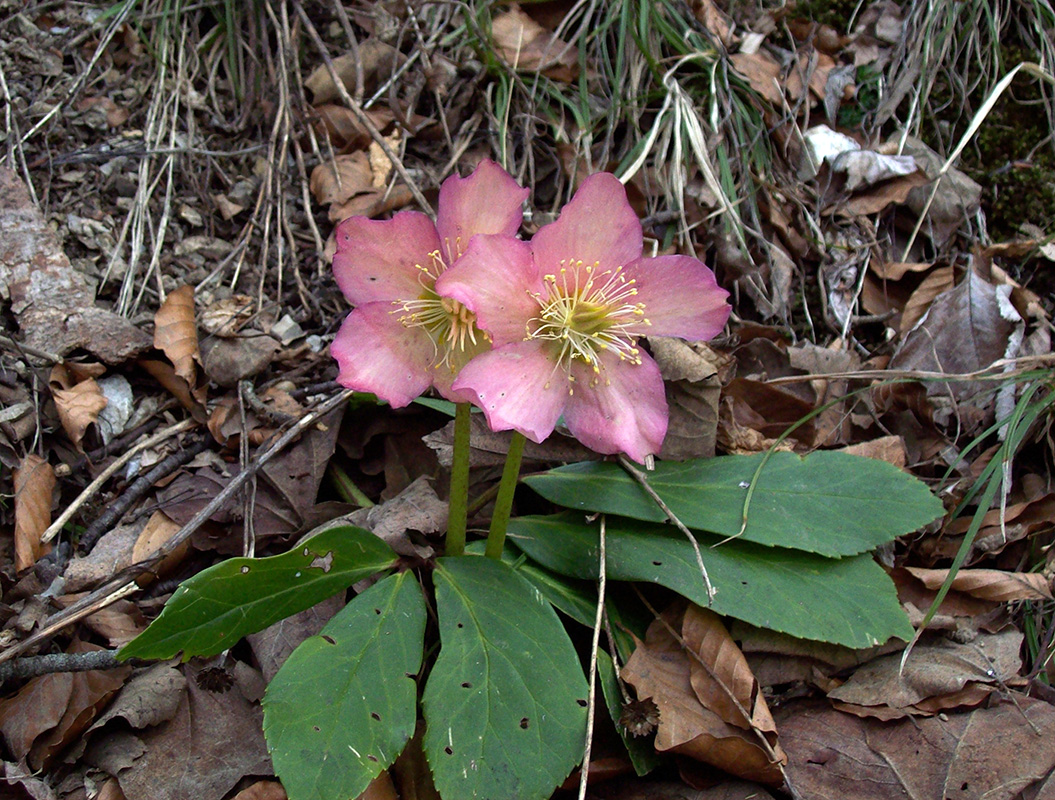 Image of Helleborus niger specimen.