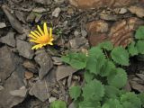 Doronicum carpaticum