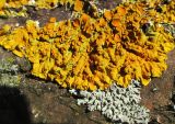 Xanthoria parietina