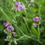 Lathyrus sylvestris