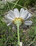 Anthemis fruticulosa