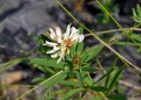 Trifolium lupinaster