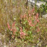 Rumex cyprius