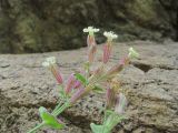 Silene pygmaea